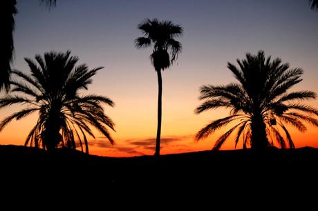 Borrego Desert Vibes