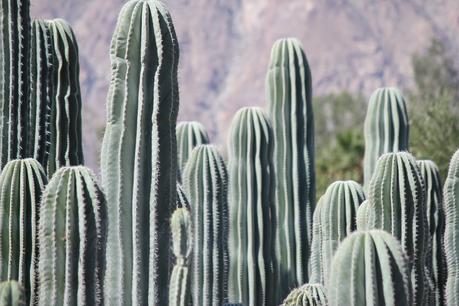 Borrego Desert Vibes