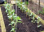 Supporting Broad Beans