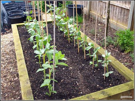 Supporting Broad Beans