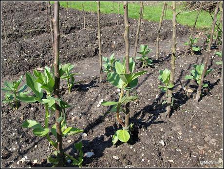Supporting Broad Beans