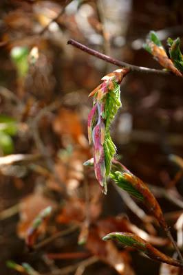 Beech tree buds unravelling - Carrie Gault - https://growourown.blogspot.co.uk/