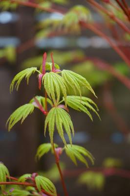 Acer coming into full leaf - Carrie Gault - https://growourown.blogspot.co.uk/