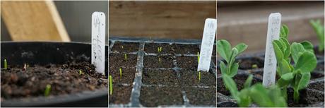 A few seedlings -Carrie Gault - https://growourown.blogspot.co.uk/