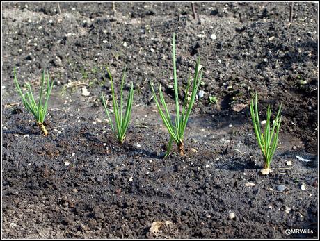 First sowings at Courtmoor