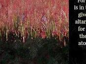 Scripture Picture: Theme This Week- Blood