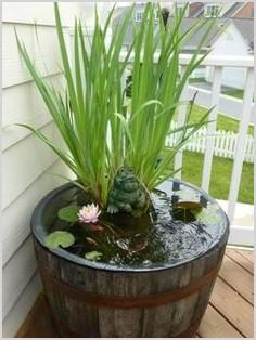 koi fish pondwater pond