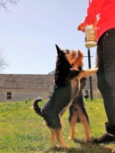 Nurish Pet Salmon Oil free giveaway..with Sweetie Bear and Jep!