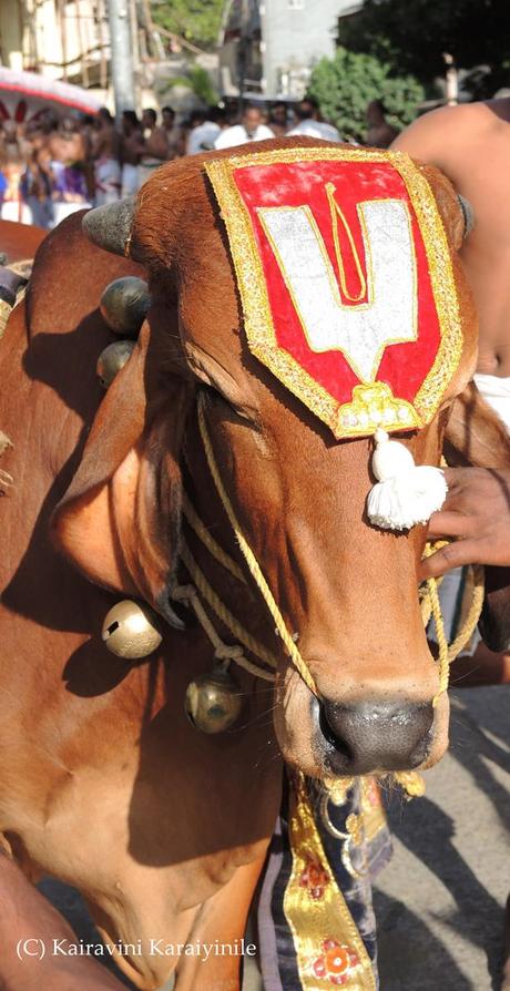 ~ the oxen of Gir - at Triplicane