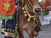 Oxen Triplicane