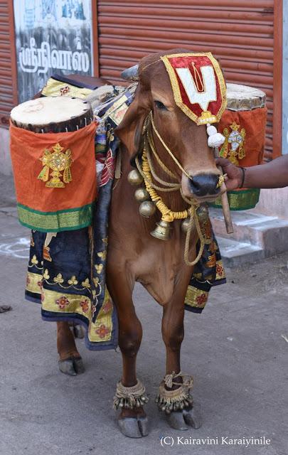 ~ the oxen of Gir - at Triplicane