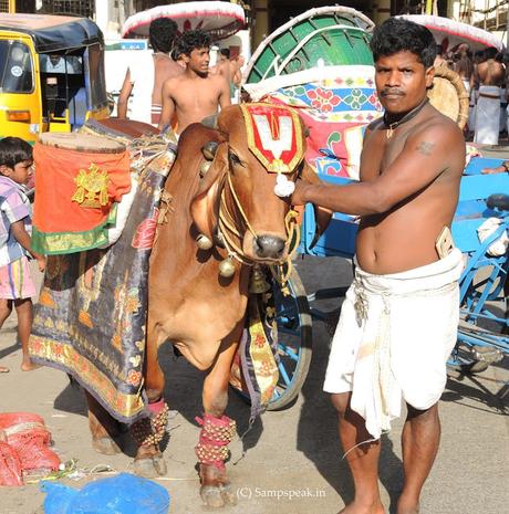 ~ the oxen of Gir - at Triplicane