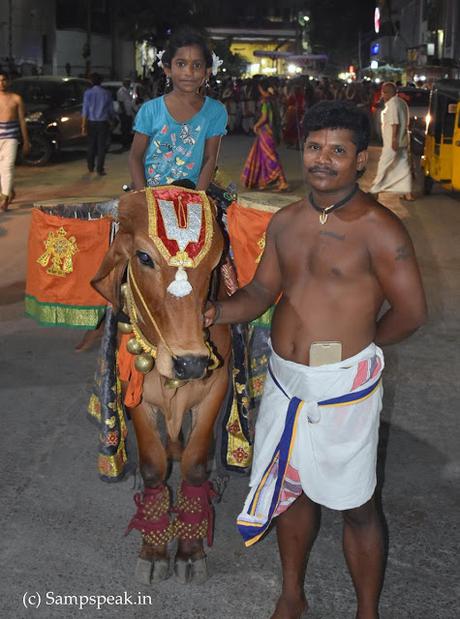 ~ the oxen of Gir - at Triplicane