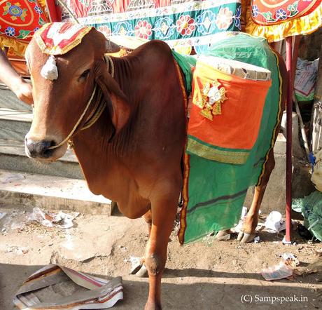 ~ the oxen of Gir - at Triplicane