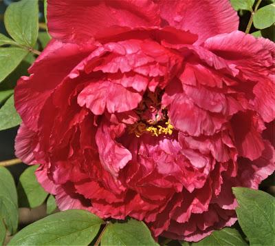 Tree Peonies Tree Peonies