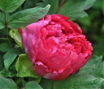 Tree Peonies Tree Peonies