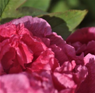 Tree Peonies Tree Peonies
