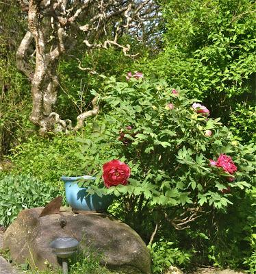 Tree Peonies Tree Peonies