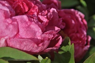 Tree Peonies Tree Peonies