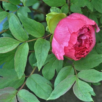 Tree Peonies Tree Peonies