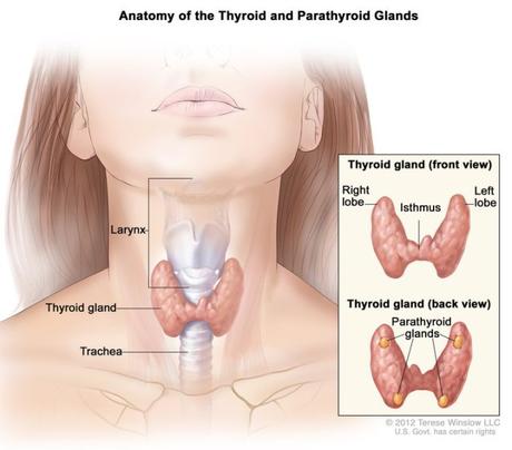 Thyroidectomy Surgery India proving beneficial for innumerable Medical Tourists