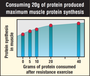 protein synthesis and protein intake graph