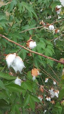 Spinning and weaving - Sea Island Cotton Pursuits