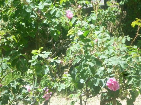 Backpacking in Saudi Arabia: Touring the Rashid Husain Al Qorashei Rose Farm and Factory in Taif Backpacking in Saudi Arabia: Touring the Rashid Husain Al Qorashei Rose Farm and Factory in Taif