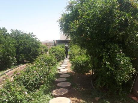 Backpacking in Saudi Arabia: Touring the Rashid Husain Al Qorashei Rose Farm and Factory in Taif Backpacking in Saudi Arabia: Touring the Rashid Husain Al Qorashei Rose Farm and Factory in Taif