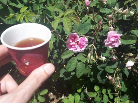 Backpacking in Saudi Arabia: Touring the Rashid Husain Al Qorashei Rose Farm and Factory in Taif Backpacking in Saudi Arabia: Touring the Rashid Husain Al Qorashei Rose Farm and Factory in Taif