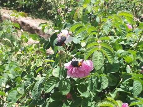 Backpacking in Saudi Arabia: Touring the Rashid Husain Al Qorashei Rose Farm and Factory in Taif Backpacking in Saudi Arabia: Touring the Rashid Husain Al Qorashei Rose Farm and Factory in Taif