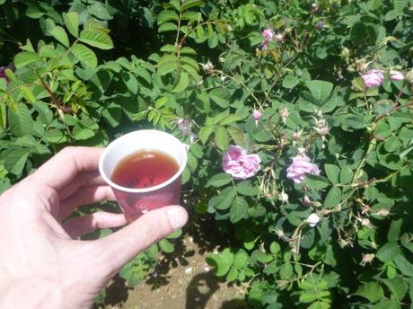 Backpacking in Saudi Arabia: Touring the Rashid Husain Al Qorashei Rose Farm and Factory in Taif Backpacking in Saudi Arabia: Touring the Rashid Husain Al Qorashei Rose Farm and Factory in Taif