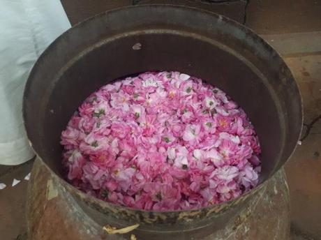 Backpacking in Saudi Arabia: Touring the Rashid Husain Al Qorashei Rose Farm and Factory in Taif Backpacking in Saudi Arabia: Touring the Rashid Husain Al Qorashei Rose Farm and Factory in Taif