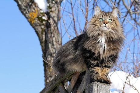 Norwegian Forest Cat – Everything you should know about this cats