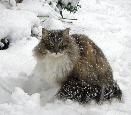 Norwegian Forest Cat – Everything you should know about this cats