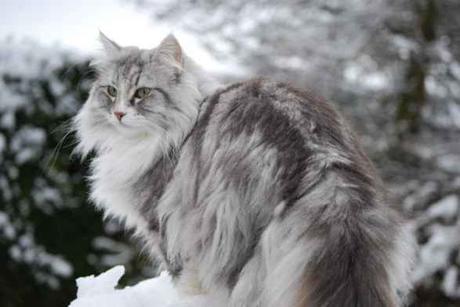 Norwegian Forest Cat – Everything you should know about this cats