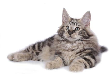 Norwegian Forest Cat – Everything you should know about this cats