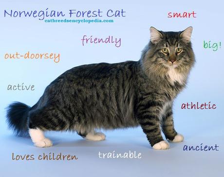 Norwegian Forest Cat – Everything you should know about this cats