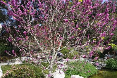 THE GARDEN OF FLOWERING FRAGRANCE: Chinese Garden at the Huntington, San Marino, CA