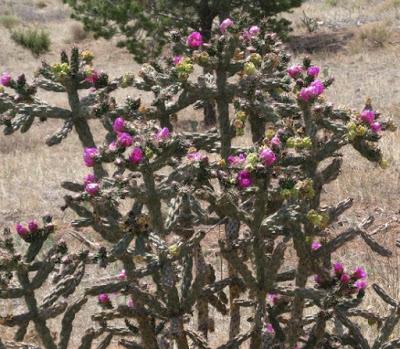 Cholla Fields of New Mexico