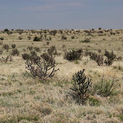 Cholla Fields of New Mexico