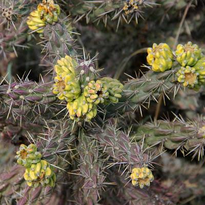 Cholla Fields of New Mexico