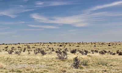 Cholla Fields of New Mexico