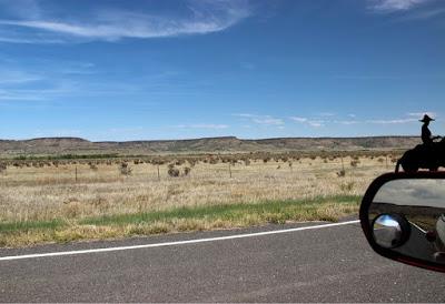 Cholla Fields of New Mexico