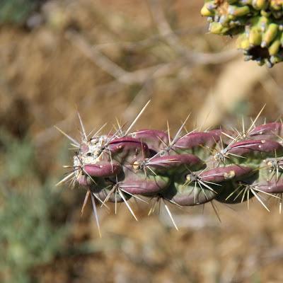 Cholla Fields of New Mexico