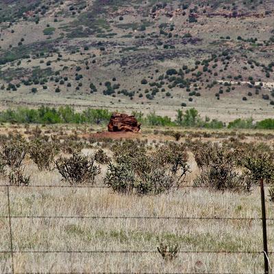 Cholla Fields of New Mexico