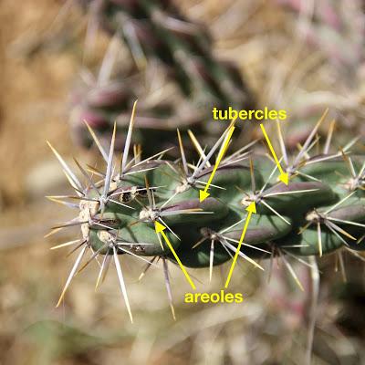 Cholla Fields of New Mexico