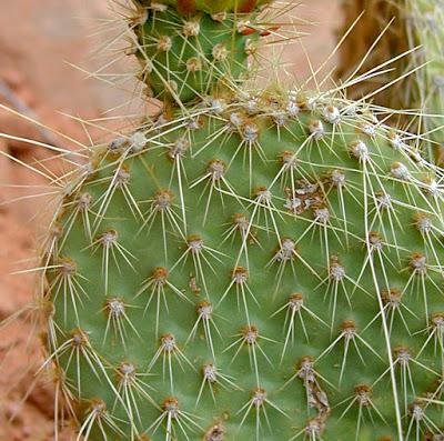 Cholla Fields of New Mexico