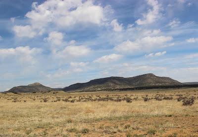 Cholla Fields of New Mexico