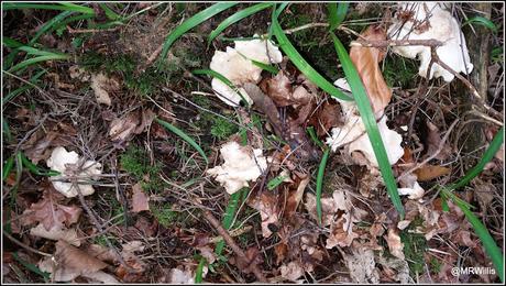 St.George's mushrooms.